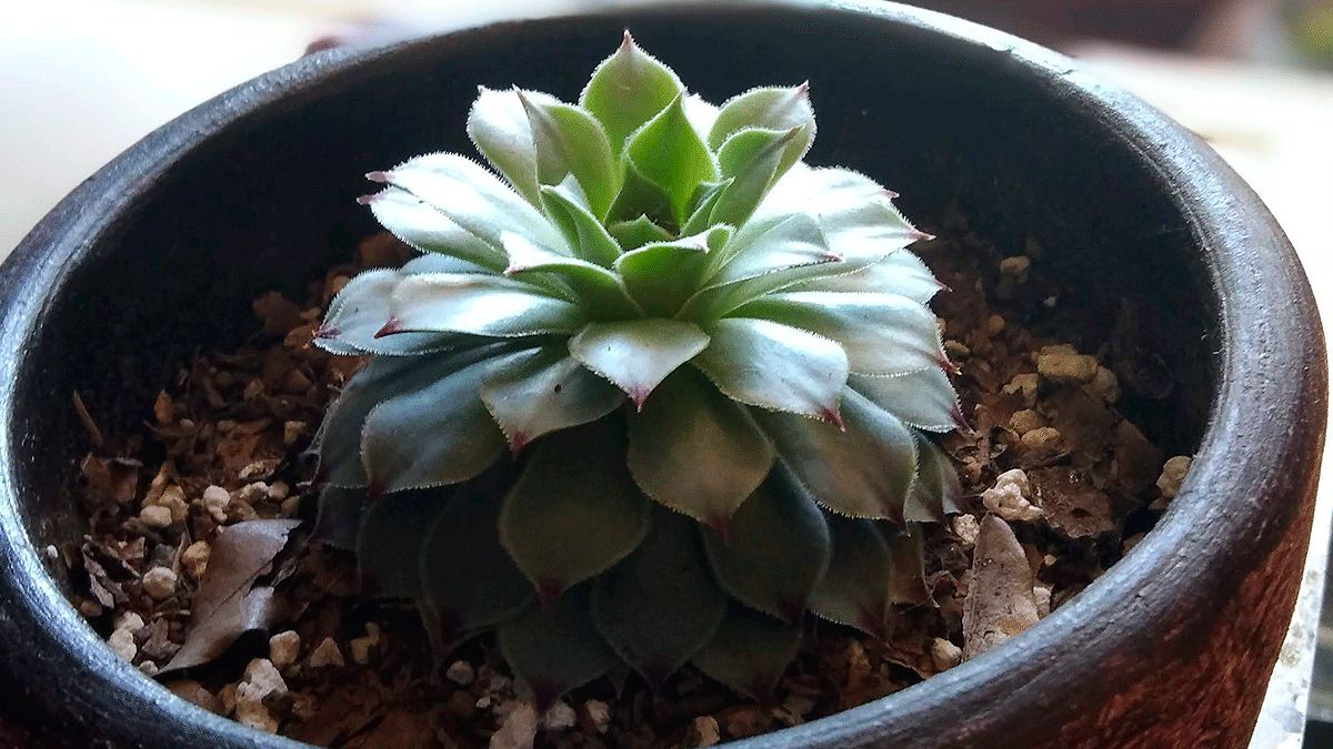 Guide to Visiting the Plant and Ceramics Expo at COCO Orizaba: Schedules and Must-See Attractions